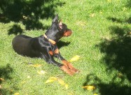 Doberman