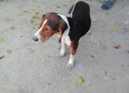 Zagar
