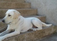 Cistokrven Labrador