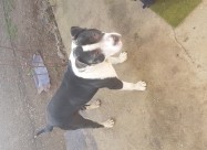 Se Prodava Pitbull