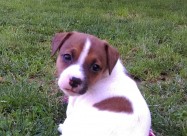Jack Russel Terier
