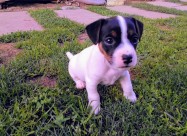 Jack Russel Terier