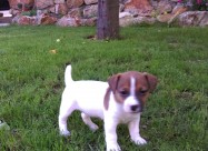 Jack Russel Terier