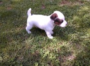 Jack Russel Terier