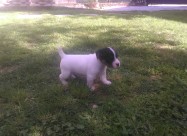 Jack Russel Terier