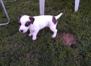Jack Russel Terier