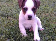 Jack Russel Terier