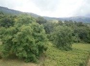 Villa Koceski *** Pestani