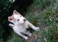 Haski