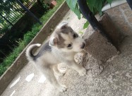 Haski