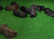 Labrador Kucenca So Odlicno Pedigre Od Vrvni Linii