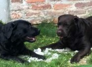 Labrador Kucenca So Odlicno Pedigre Od Vrvni Linii