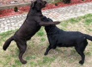 Labrador Kucenca So Odlicno Pedigre Od Vrvni Linii
