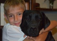 Labrador Kucenca So Odlicno Pedigre Od Vrvni Linii