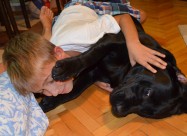 Labrador Kucenca So Odlicno Pedigre Od Vrvni Linii