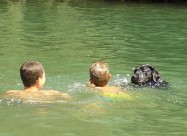 Labrador Kucenca So Odlicno Pedigre Od Vrvni Linii