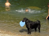 Labrador Kucenca So Odlicno Pedigre Od Vrvni Linii