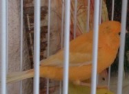 Malino Kanarinci