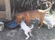  Kuce 