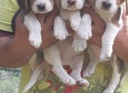 Beagle