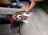 Beagle