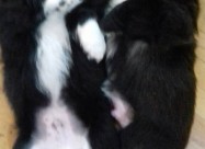 Prodavam Kutrinja Od Rasata Coton De Tulear Pudlic