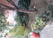 Prodavam Kuqa Do Qairqanka