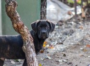 Cane Corso кутриња