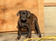 Cane Corso кутриња