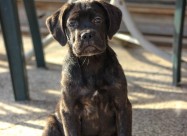 Cane Corso кутриња