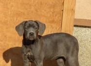 Cane Corso кутриња