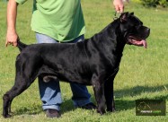 Cane Corso кутриња