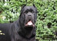 Cane Corso кутриња