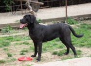 Cane Corso кутриња