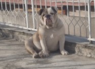 Angliski Buldok Itno