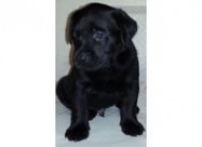 Predlozete Cena Za Labrador Retriver 