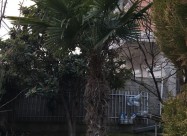 Prodavam Palma