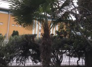 Prodavam Palma