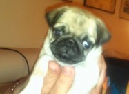 Mops