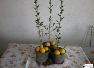 СИБИРСКИ ЛИМОН