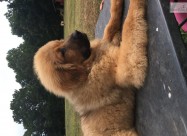 Purebredni Tibetanski Masstif