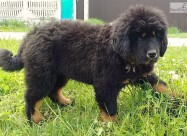 Purebredni Tibetanski Masstif