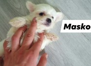 Maltezer Pudla