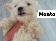 Maltezer Pudla