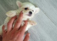 Maltezer Pudla