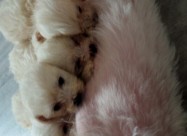 Maltezer Pudla