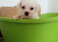 Maltezer Pudla