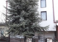   Se Prodava Ili Izdava