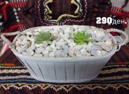 Kitki,cuvar Kuci..........