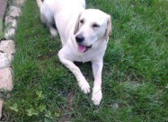 Se Prodavaat Labradori Stari 2 Meseci 